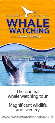 Húsavík Original Whale Watching