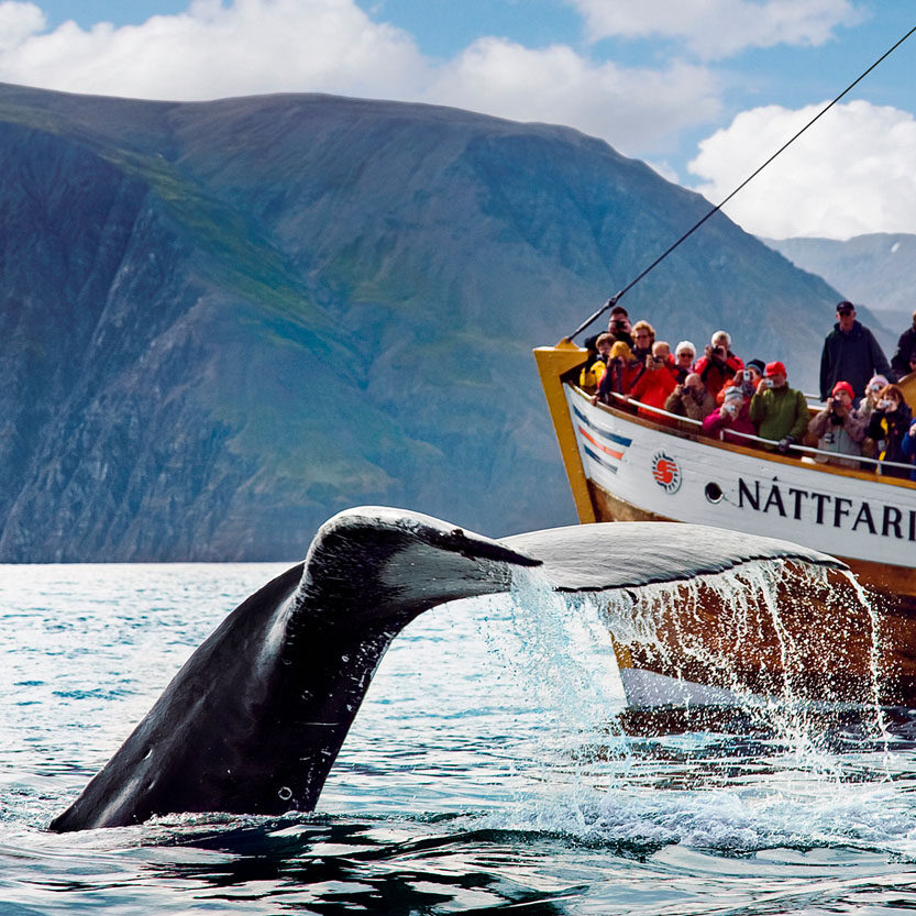 Husavik Whale Watching The Original Tour With North Sailing