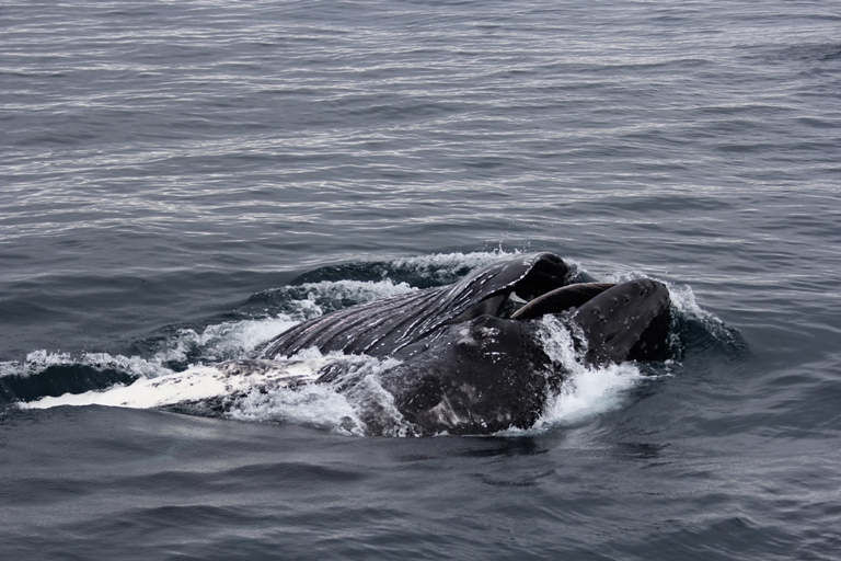 Feeding Humpback whale