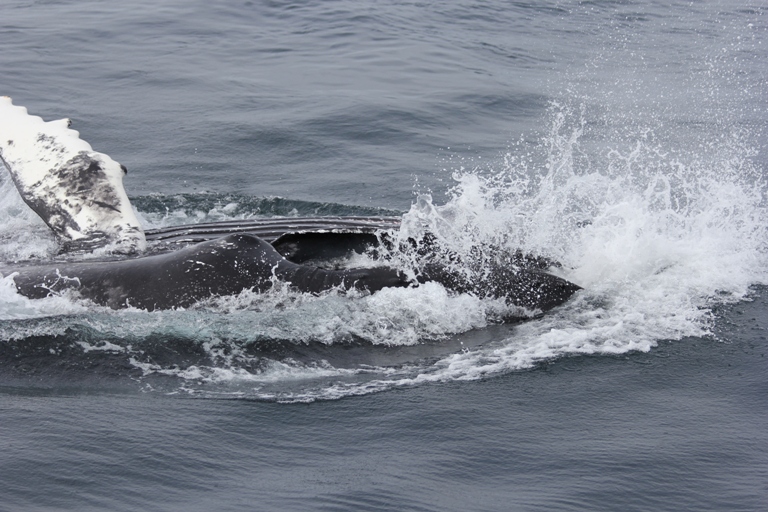 Feeding Humpback whale