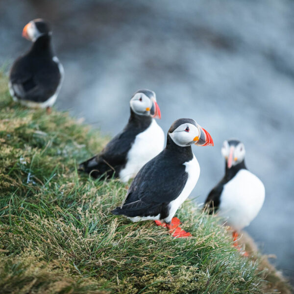 Puffin tour Iceland: Húsavík Original Whale Watching and Puffins