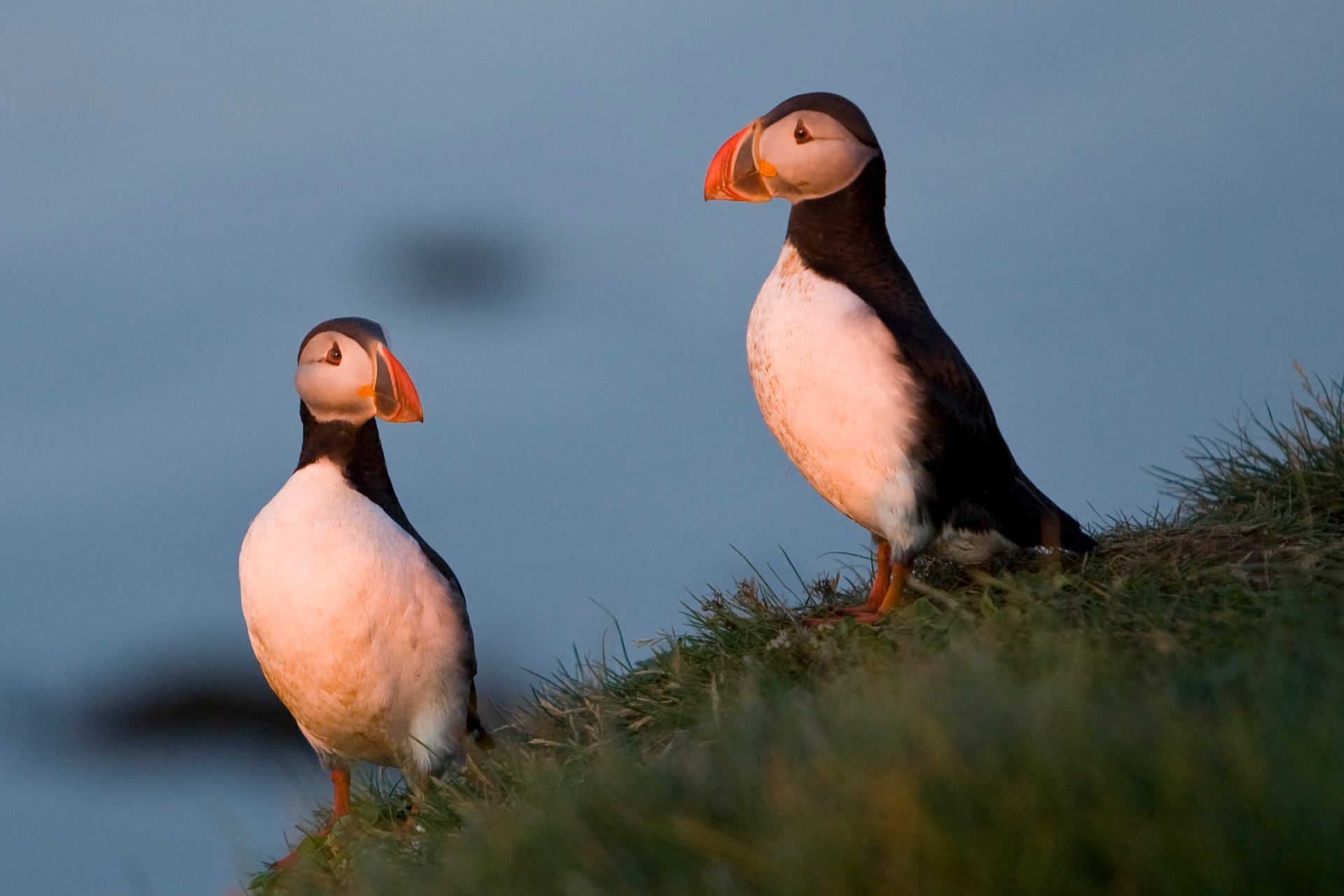 whale and puffin tour iceland