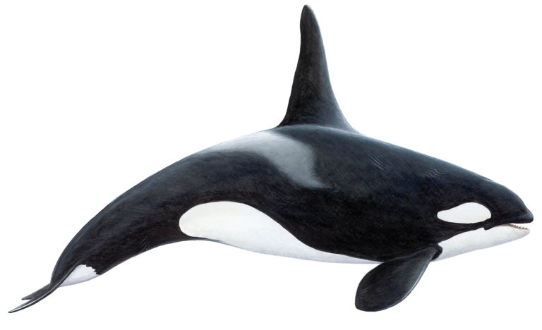 Killer Whale (Orca)