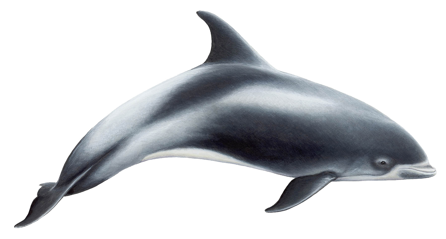 Беломордый Дельфин