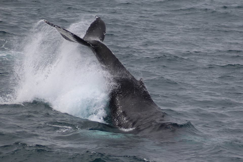 Humpback whales in Skjálfandi Bay