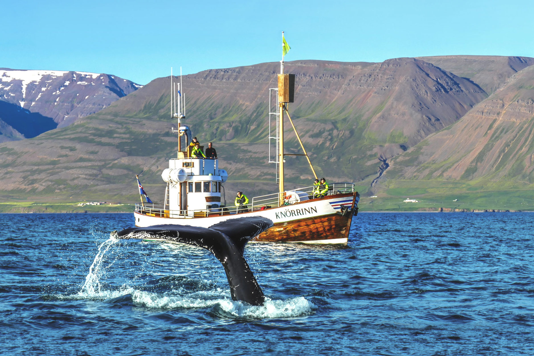 Whale Watching Husavik Iceland with North Sailing