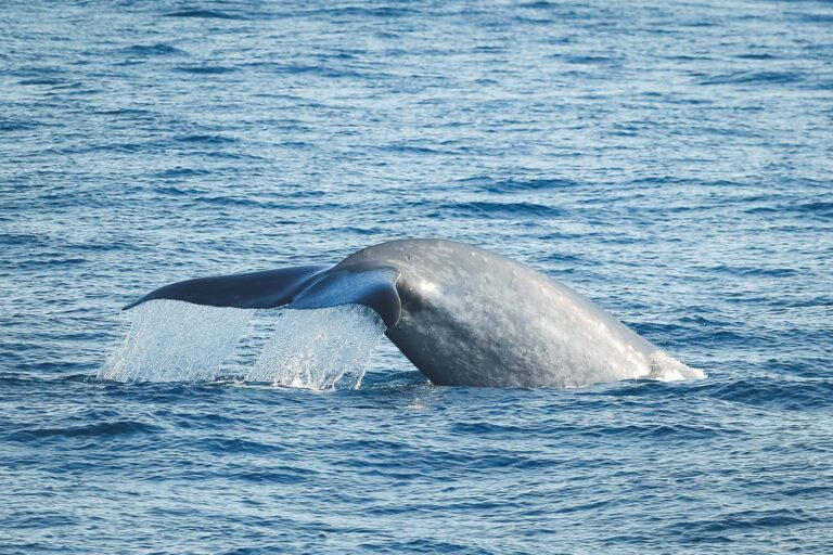 Whale Watching Husavik Iceland with North Sailing