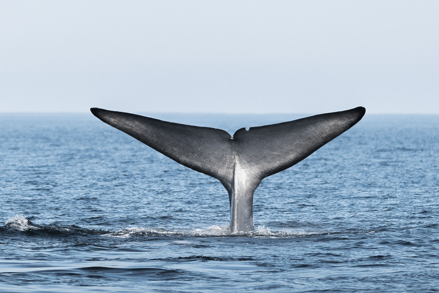 Blue whale party in Húsavík