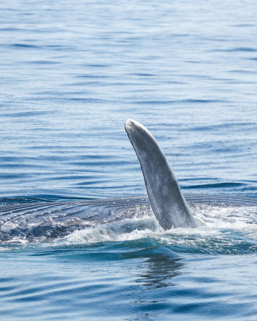 Blue whale lunge feeding © Christian Schmidt
