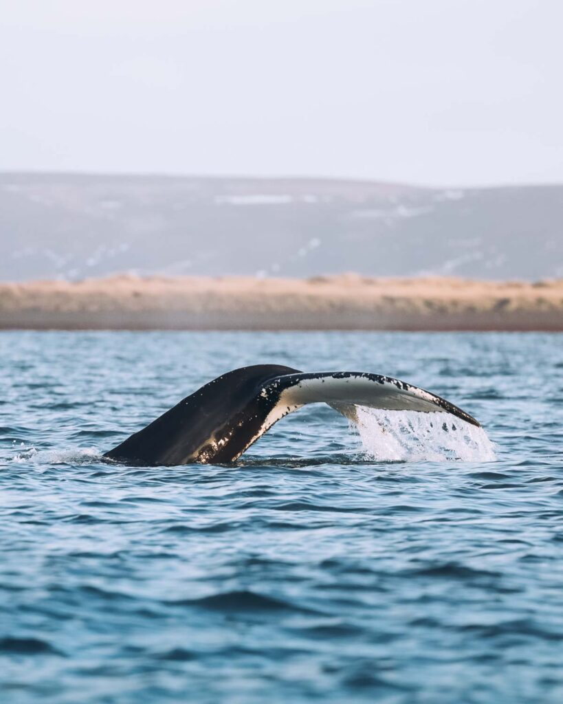 Humpback whale near Húsavík © Christian Schmidt
