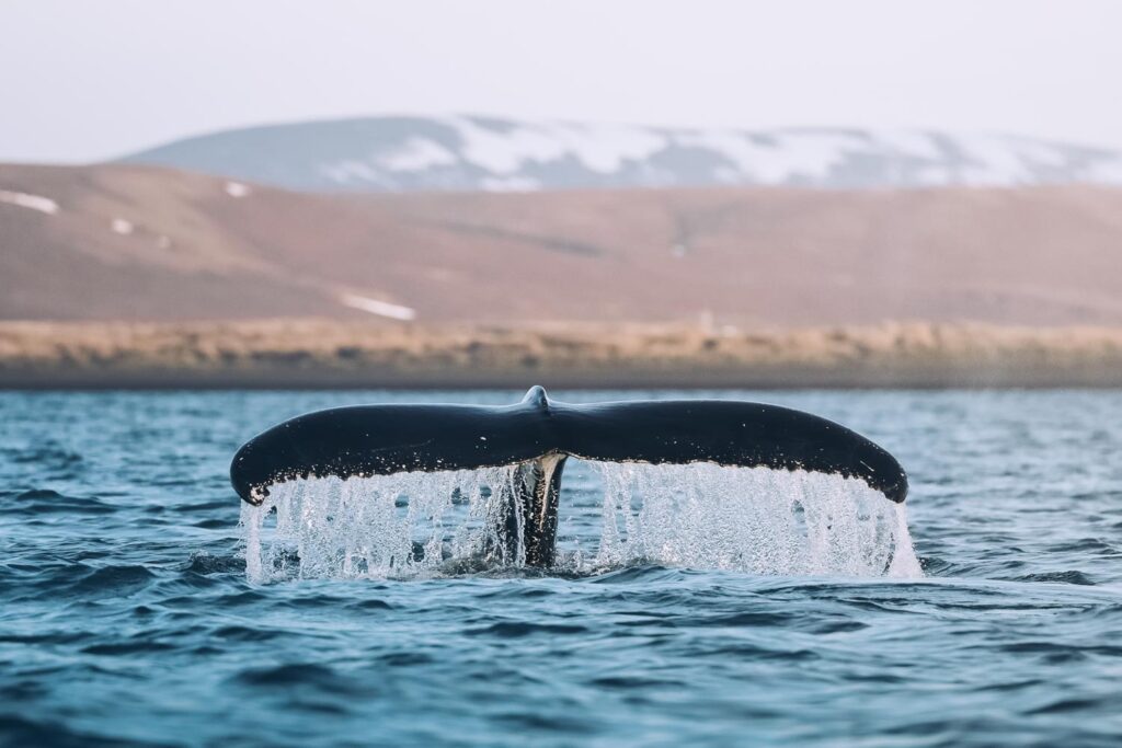 Humpback whale diving © Christian Schmidt