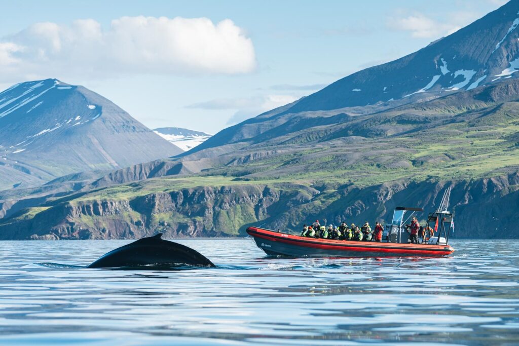 Húsavík adventures whale watching Húsavík