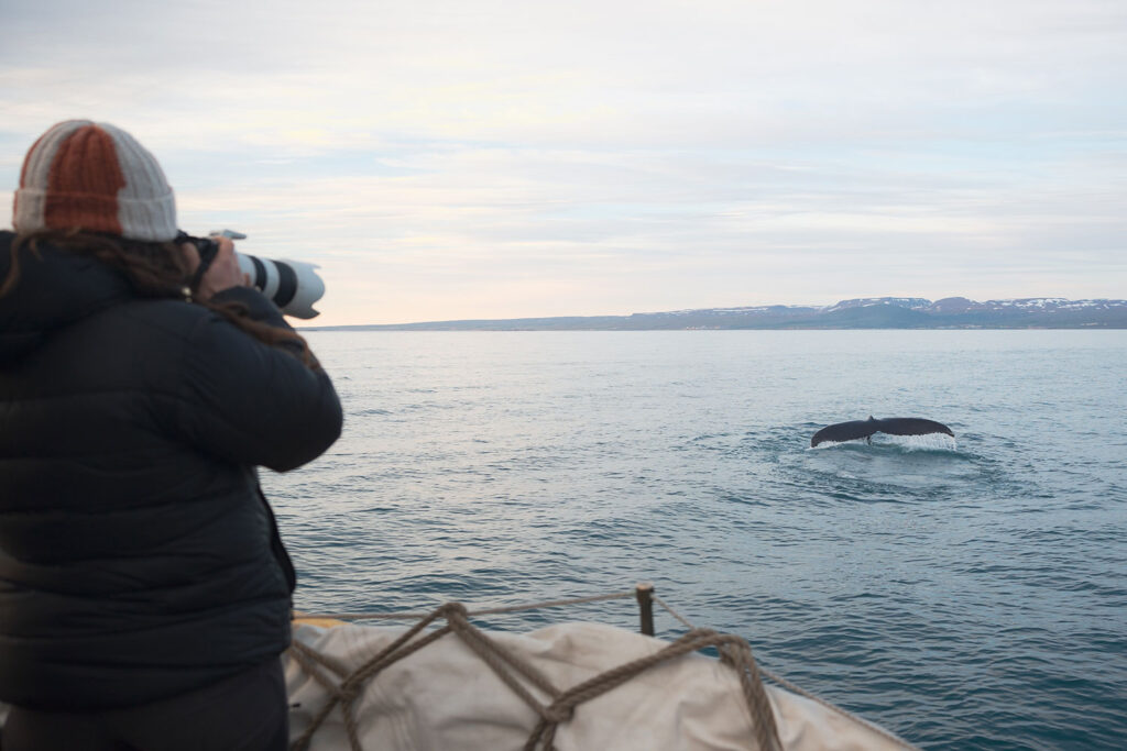 Close to a humpback whale in Skjálfandi Bay