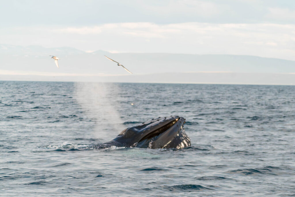 Humpback whale feeding © Paulina Kalita