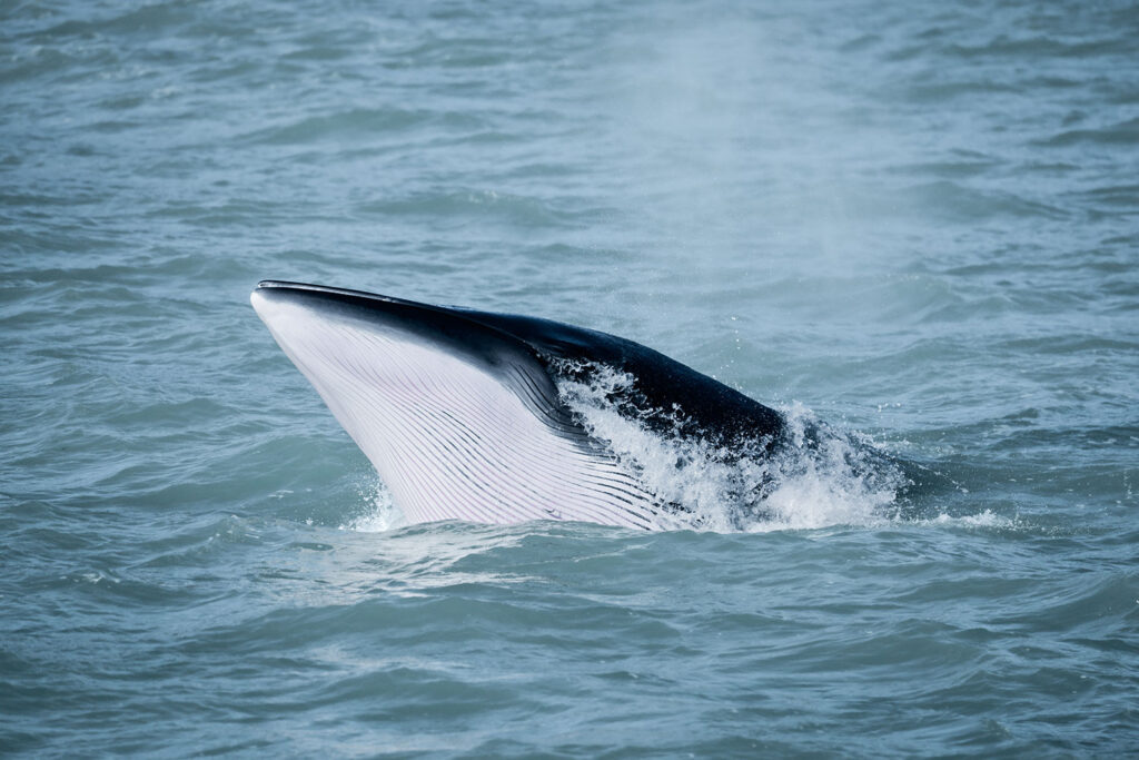 Minke whale © Christian Schmidt